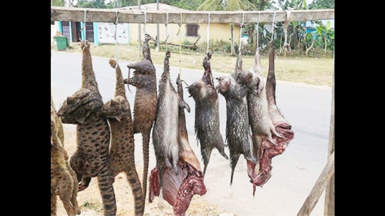 SHOCKING -EXTREMELY BARBARIC RAREST ANIMAL CRUELTY (AFRICA BUSHMEAT TRADE)