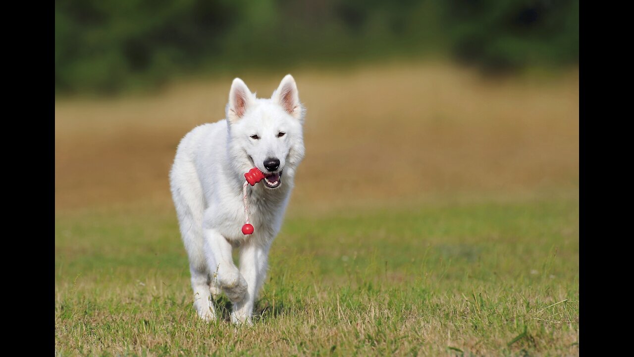 beautiful dog