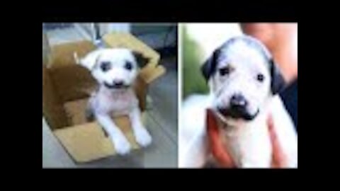 Man Realizes The Puppy He Brought Home Was Actually Something Else