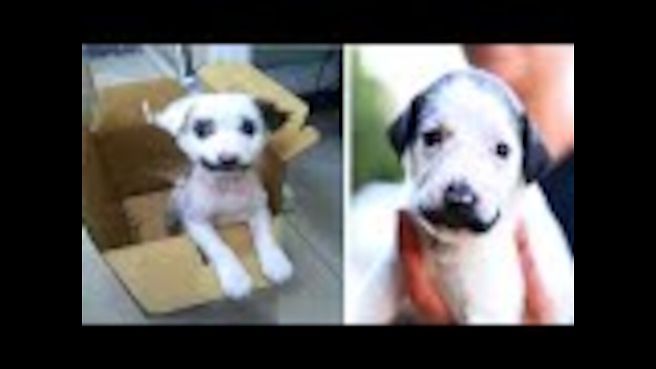 Man Realizes The Puppy He Brought Home Was Actually Something Else