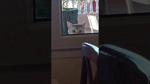 Visitante inesperado en el comedor 🤣😺