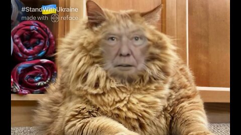 The Ultimate Donald Trump Cat Meme! 🐈