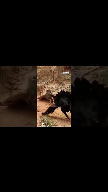 Rooster Humbles Eagle