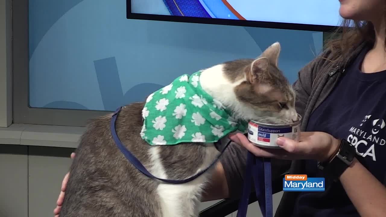 SPCA - Diabetic Pets