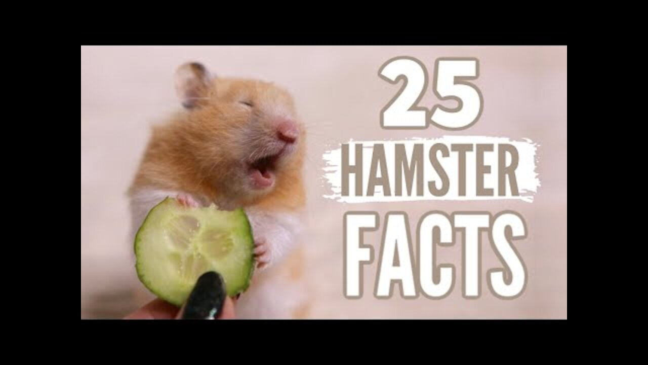 25 Facts About Hamsters 🐹