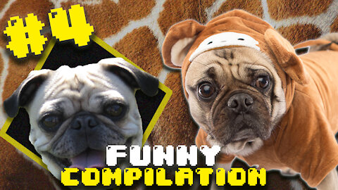 Compilation of super funny and fun dogs videos #4