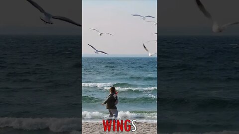🐧 #WINGS - Aerial Feeding: Bread Soaring, Seagulls Swooping, Sky's Wings Fueled 🐦