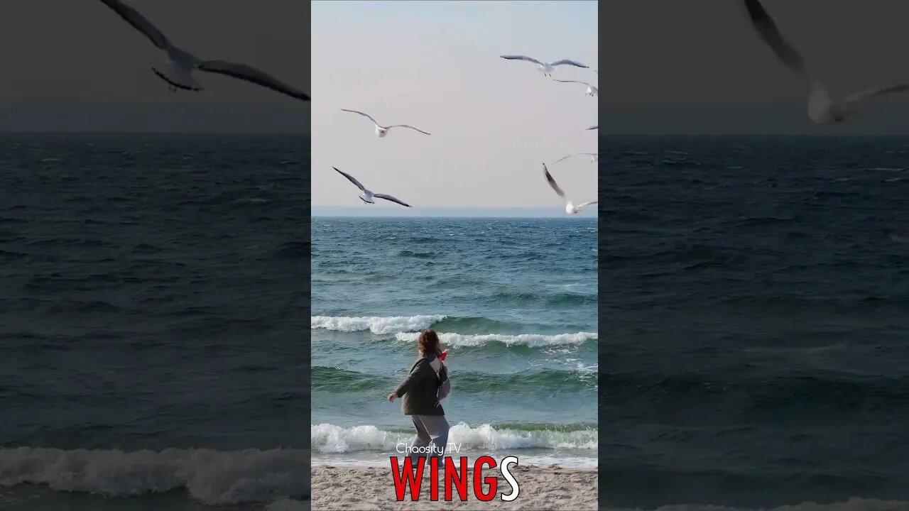 🐧 #WINGS - Aerial Feeding: Bread Soaring, Seagulls Swooping, Sky's Wings Fueled 🐦