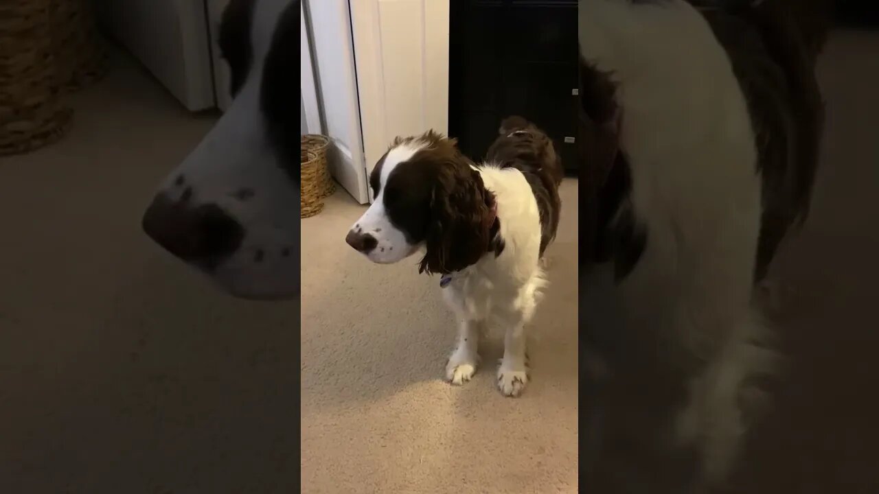 Springer Spaniel Puppy Fussing In The Morning