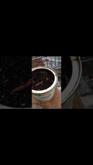 #gardenupdate may 2023 backyard raised bed