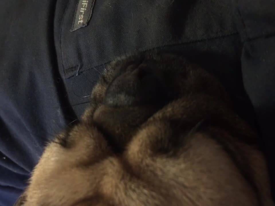 Listen to this Pug's CRAZY Snore