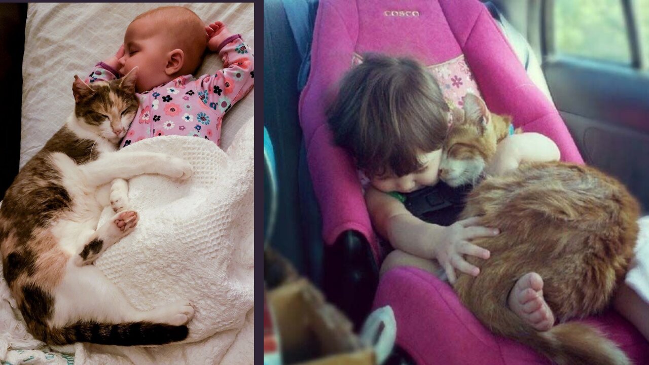 Cats Meeting Babies #socute