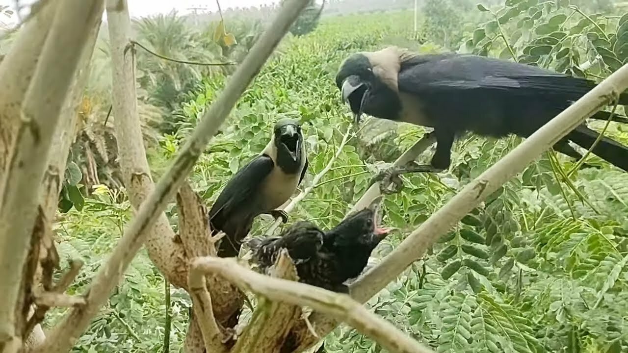 Crow Found Cuckoo Chicks In His Nest