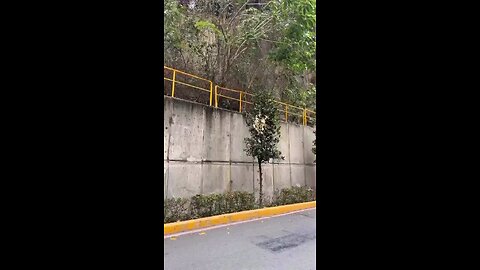 funny videos