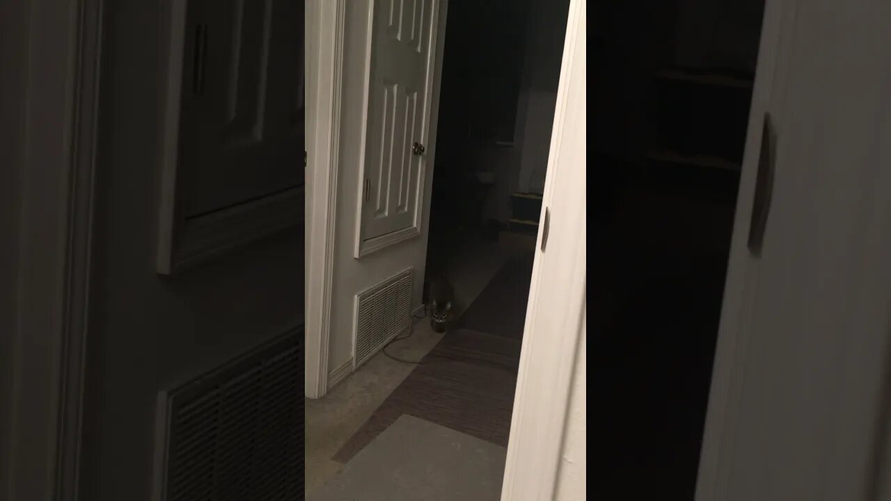BB cat walking in room