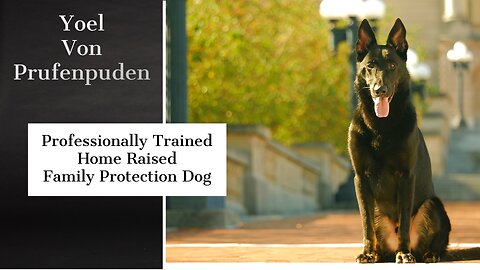 Elite Protection Dog Yoel