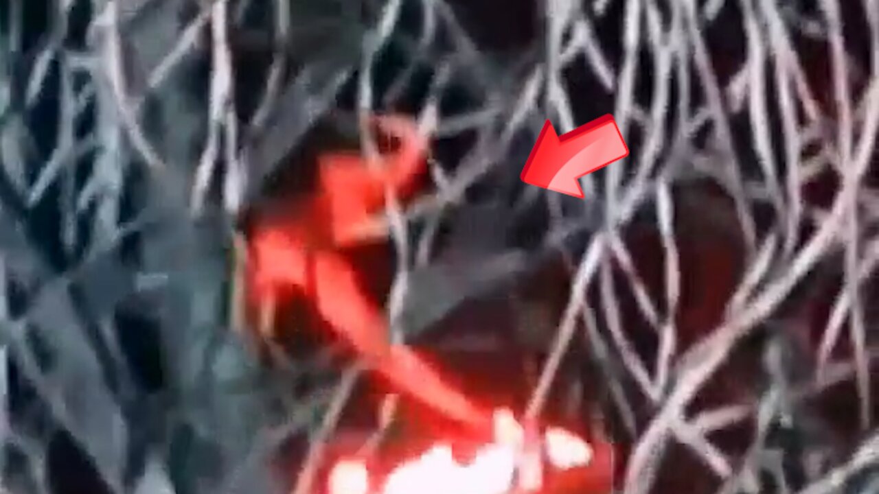 The army found a Reptilian doing some kind of Satanic ritual in the woods [Space]
