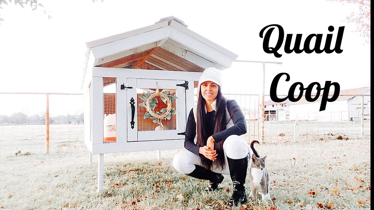 DIY Quail Coop || How To Build A Quail Coop || Quail Coop