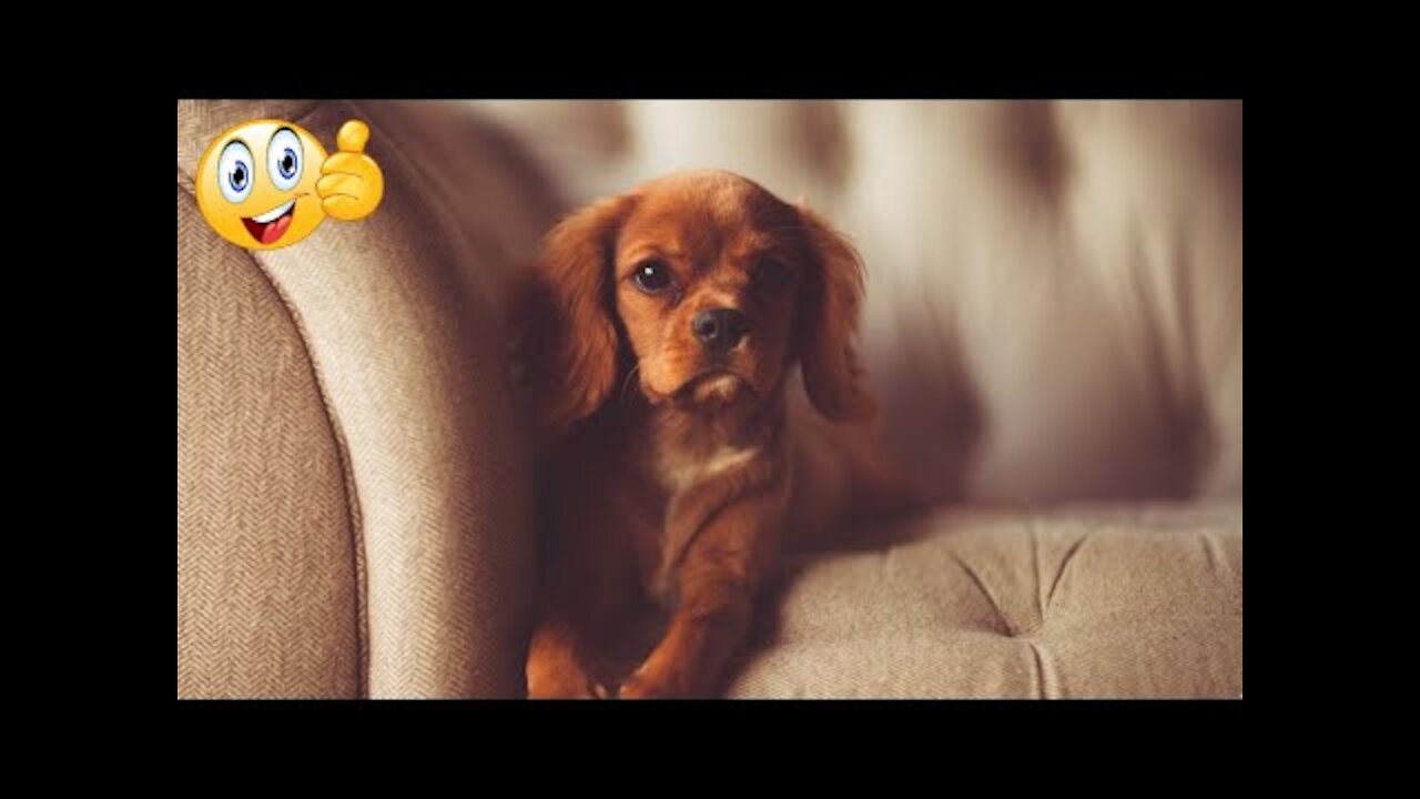 😂 Super Funny Dog Videos From Tiktok! #3 🐶 Try Not To Laugh Challenge 2022.