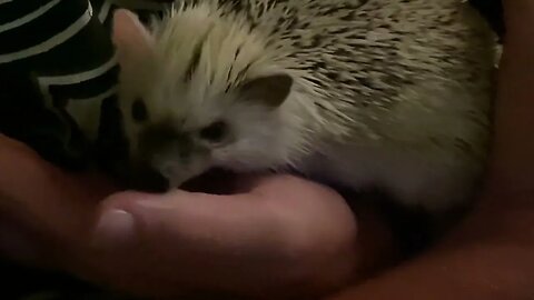 Yui the hedgehog bites 😂