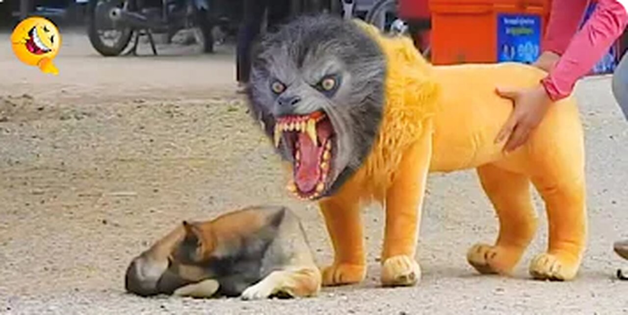 Funny Animal video. Dogs getting pranked by lions and tigers MUST WATCH!😂