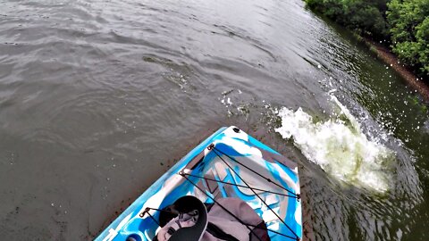 ARAPAIMA GIGAS ATTACK FISHERMAN ON KAYAK