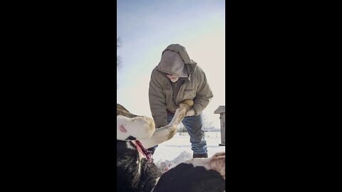 Beef Processing #Shorts