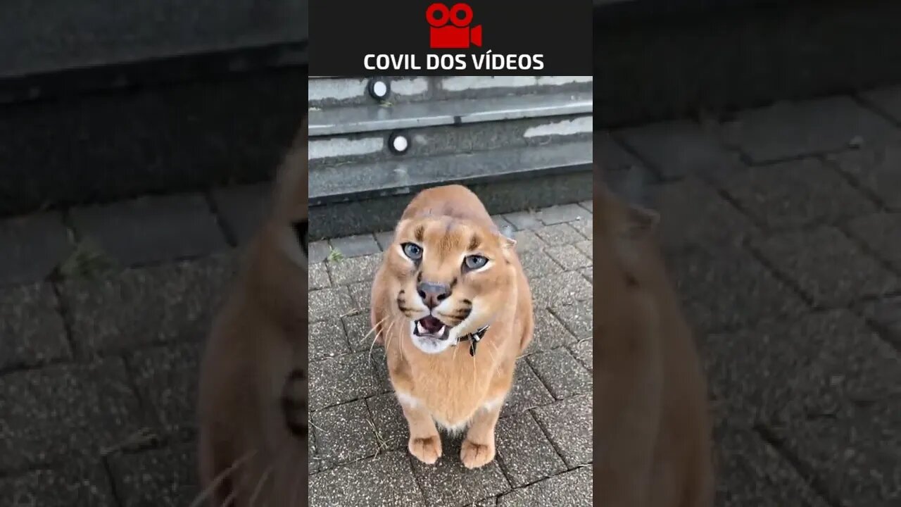 O gato mais manso da internet