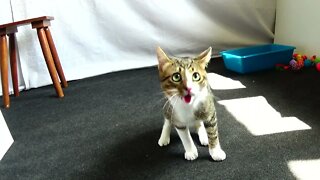 Kitten Loves the Feather Toy