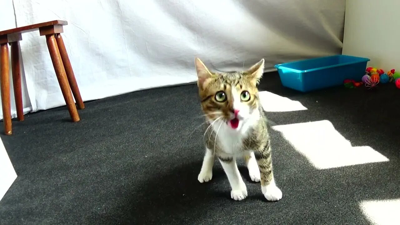 Kitten Loves the Feather Toy