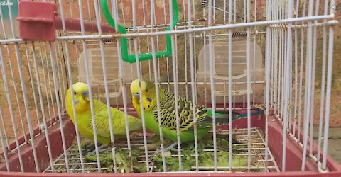 birds in my home