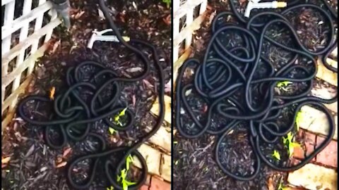 Oddly Terrifying Hose Moves Like a Snake