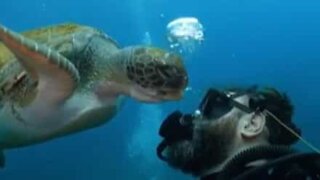Une tortue tente de gober les bulles d'air d'un plongeur