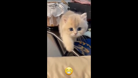 funny animal video