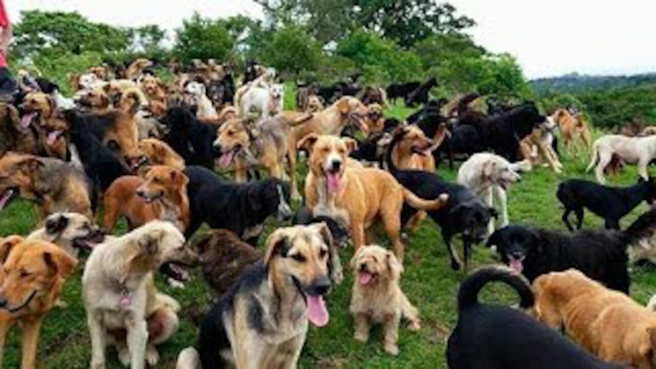 Territorio de Zaguates "Land of The Strays" Dog Rescue Ranch Sanctuary in Costa Rica