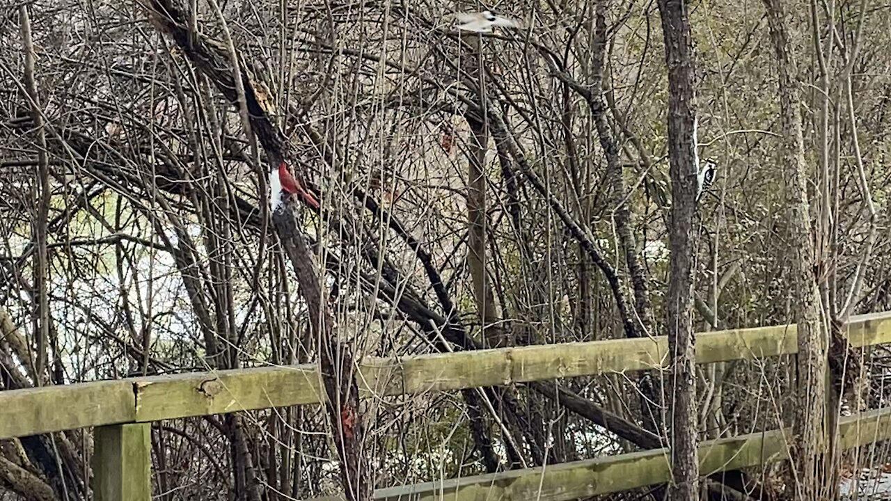 Hairy Wood Pecker and Cardinal James Gardens