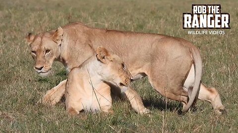 Lioness Interactions | Maasai Mara Safari | Zebra Plains