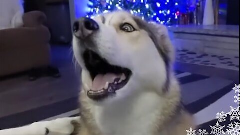 Husky SINGS On COMMAND! Howling Husky