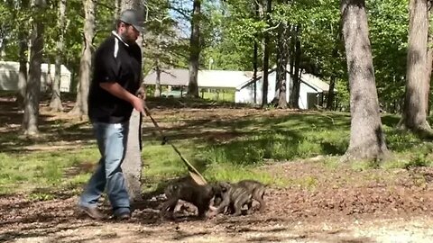9 wk old males out of Roke x Phoenix…excellent bandog prospects
