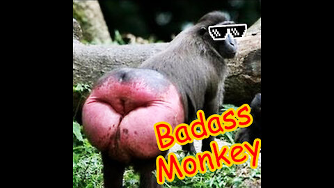Badass Monkey