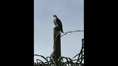 Osprey