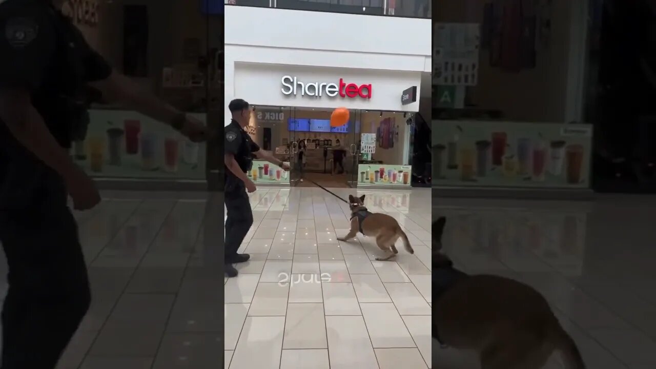 Even the well trained work puppy’s need a chill time.. 😊