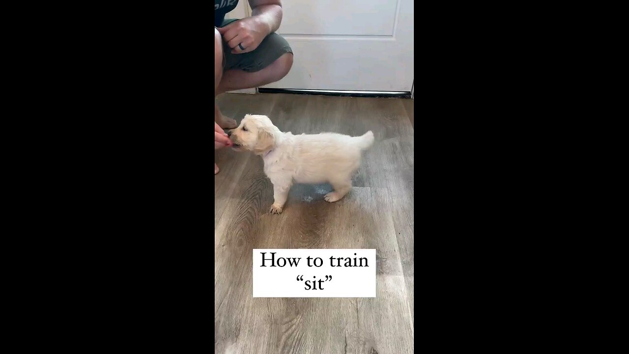 how to train dog