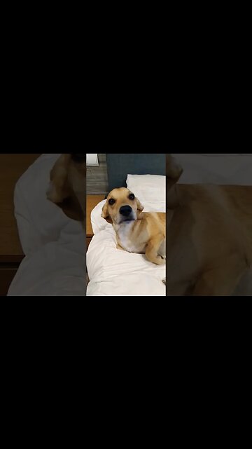 QUE CACHORRO SAFADO! #2