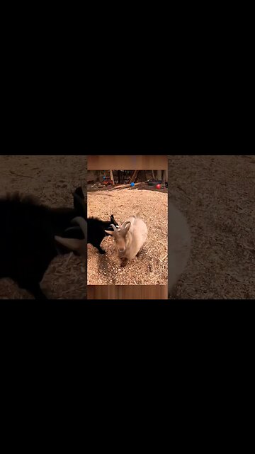 Jump kick Goat #funny #havingablast #goats #funnyanimals