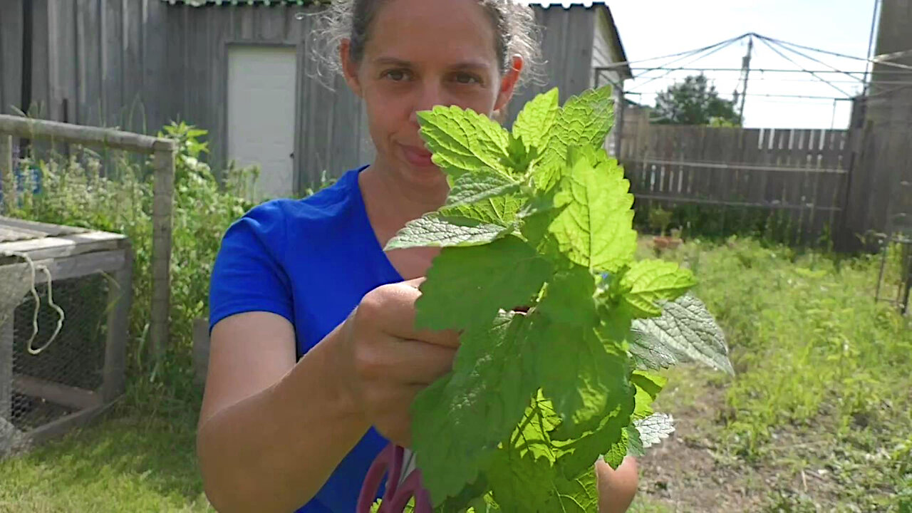 Harvesting For Health