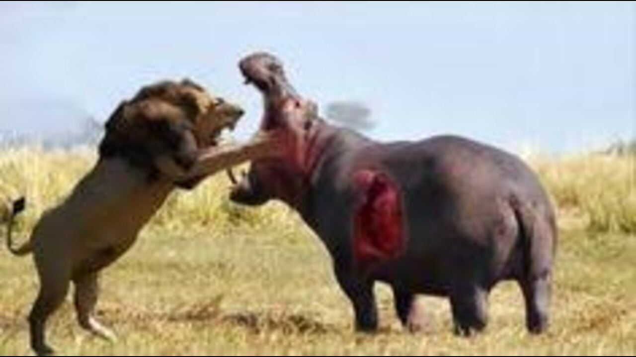 Funny animal video