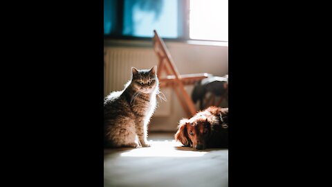 CATS AND DOGS 🤩 BEAUTIFUL AND FUN