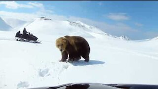 Incontro ravvicinato e spaventoso tra un orso gigante e una motoslitta