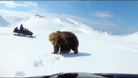 Incontro ravvicinato e spaventoso tra un orso gigante e una motoslitta